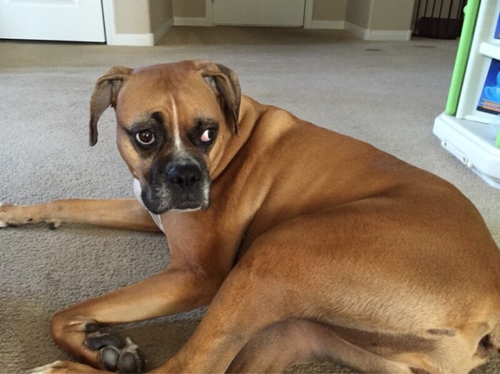 jade-the-boxer-lonely.jpg