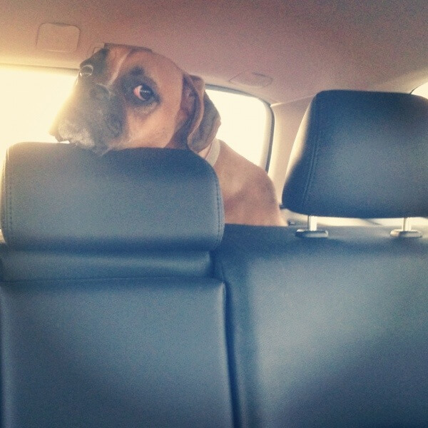 Jade The Boxer in the back of the car