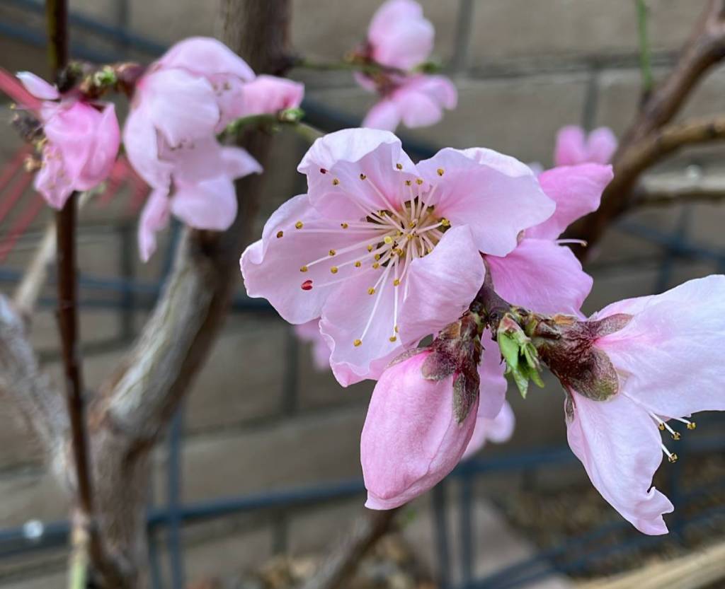 Nectarine tree in bloom